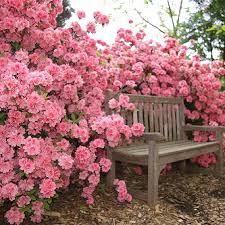Gorgeous Pink Roses Surrounding Bench Pink Garden Beautiful Gardens Flower Garden