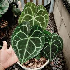 The anthurium clarinervium is a green room plant that is known for its striking veins on the leaves. Anthurium Clarinervium Aroidsale