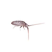 If you have a large home or lot and expect to be spraying on a regular basis are you currently using a pest control service company and still having springtail problems? Springtail Identification Habits Behavior Batzner Pest Control In Wi