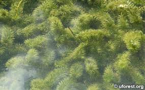 Image result for Hydrilla verticillata