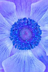 Blue Goruntuler Ile Cicek Fotograf Guller