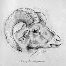 Big Horn Ram Sketch By D E West Graphite Goat Art Sketches Art