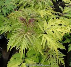 Check spelling or type a new query. Elderberry Sambucus Racemosa Sutherland Gold Garden Org