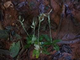 Image result for Habenaria macrandra