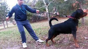 Formal puppy training lessons are helpful in preventing and dealing with this sort of pseudo aggressive puppy behavior because they give him lots of socialization in a controlled environment. Angry Rottweiler Attack Video Dailymotion