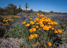 We did not find results for: Arizona Wildflowers Best Places To See Wildflowers In Arizona