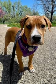 Ho-Bo Care Boxer Rescue added a...