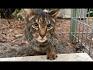 Savannah Cat - Size,Diet,Temperament,Price.