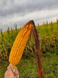 I found Ariana Grande!!! : rcornhub