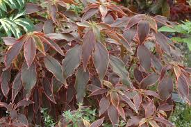 Image result for Acalypha manniana
