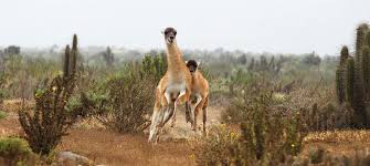 Image result for Cienfuegosia hildebrandtii