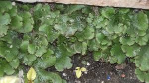 The thallus of marchantia shows differentiation into two layers: Marchantia Polymorpha