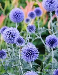 Image result for globe thistle