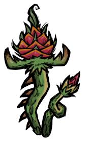 Pitaya usually refers to fruit of the genus stenocereus. Farm Plant Don T Starve Wiki Fandom