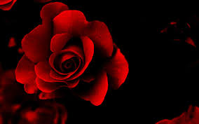Black And Red Rose Wallpaper Red Rose Background Wallpaper Red Flower Wallpaper Red Flowers Rose Wallpaper