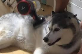 ブラシなんて古いワン犬のレインちゃんのおすすめは掃除機ブラッシング動画 犬 ブラッシング 古い