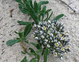 Image result for Limeum