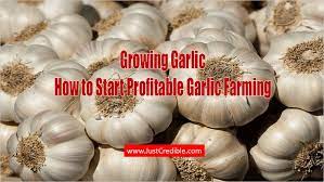 Guide To Garlic Farming Have You Ever Thought Of Starting Your Own Agricultural Venture Garlic Growing Busi Hydroponic Farming Growing Garlic Farming Business