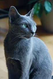 2) a blue shade created by the rayleigh scattering of reflected light. Fuckyeahrussianblue Pretty Cats Grey Cats Russian Blue Cat