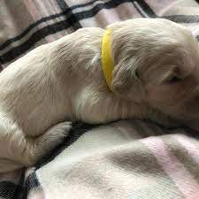 Golden retriever puppy for sale in waukesha, wi, usa. Akc Sunshine Girl In Wi Il Golden Retriever Golden Retriever Dogs And Puppies Puppies