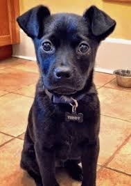 Check spelling or type a new query. 13 French Bulldog Mixes Fantastic Frenchies