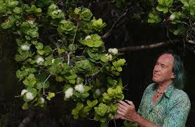 Image result for Rhodopentas bussei