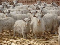 万瀧株式会社 GUCIBODI