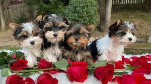 We are specialize in quality parti yorkie puppies, that are well socialized to make them excellent companions and family pets. Yorkie Coloring Blueberry Brook Yorkies