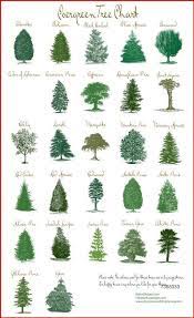 Evergreen trees and shrubs retain their foliage and remain green year round. Bookcase Bookshelf Wooden Decorative Design Special Process Triple Rope Shelf Bookcase Bookcase Wood Bookcase Shelve Landscaping Trees Evergreen Landscape Landscape Trees