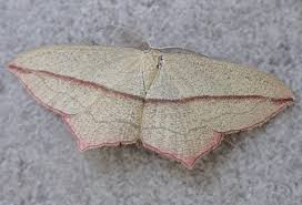 Image result for Timandra comae