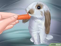 Rabbits like to dig, so providing your rabbit with digging opportunities will make his cage feel more playful. How To Bond With Your Rabbit 14 Steps With Pictures Wikihow Pet