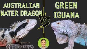 On average you can expect bearded dragons to live anywhere from 10 to 15 years. Australian Water Dragon Vs Green Iguana Compared Head To Head Youtube