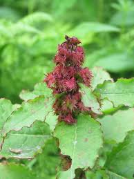Image result for Rumex nepalensis