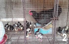 Kandang dapat melindungi ayam dari teriknya sinar matahari, hujan, dinginnya malam. Ukuran Ideal Kandang Ayam Bangkok Tentang Kolam Kandang Ternak Kandang Ayam Bangkok Kandang