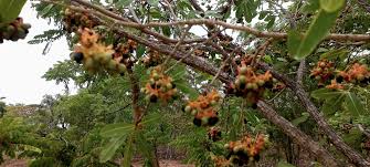 Image result for Ochna schweinfurthiana