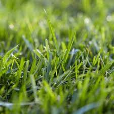 Make sure that your new grass gets plenty of water and that you don't get to anxious about cutting it. Basic Lawn Care And Maintenance Tips