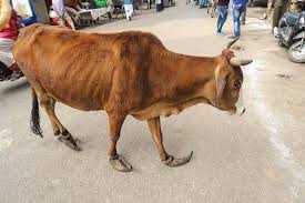 かぽーんかぽーん 変な音がすると思ったら 蹄がアラビア靴みたいになってる牛が 歩くのがとっても大変そうで心なしか表情が悲しい 家畜として見離された子なのかもしれない インドでは家畜は殺生はせずできない リリースをするらしい なんだかね𓃾 instagram