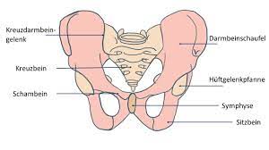 Beckenboden Anatomie Annika Cost Physiotherapie Fur Frauen