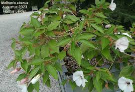 Image result for Melhania