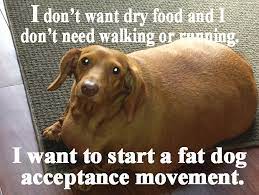 Fat Dachshund Imgur