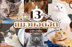 13 พ นธ แมวยอดฮ ต น าร ก น าเล ยง ไอต าวม อม งจ ดดด น าร ก เทคโนโลย ก ฬา