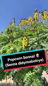 Image result for Senna didymobotrya
