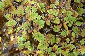 Image result for Azolla pinnata