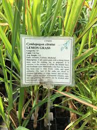 Image result for Cymbopogon citratus