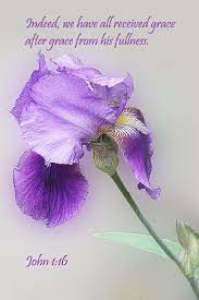 Embossed Iris John 1v16 Art Print By Linda Phelps In 2021 Flower Quotes Life Purple Iris Purple