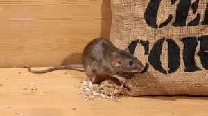 Ratten Vertreiben Mit Hausmitteln Giftfreie Methoden Ratten Vertreiben Ratten Und Vertreiben