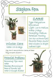 Platycerium bifurcatum, commonly known as the staghorn fern or elkhorn fern, is a modestly cold hardy subtropical epiphyte native to eastern australia and parts of the the east indies. Staghorn Fern Care Ferns Care Staghorn Fern Staghorn Fern Care