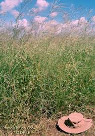 Image result for Digitaria milanjiana