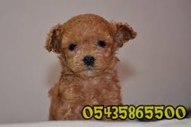 Satilik Red Toy Poodle Poodle Kopek Timar