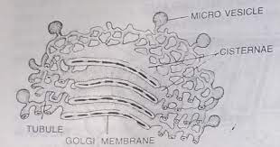 Dictyosomes Golgi Apparatus In Animal Cells Golgi Body Like Cytoplasmic Inclusion I E Golgi Apparatus Have Been R Animal Cell Plant Cell Electron Microscope